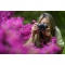 Nikon Z fc Mirrorless Camera Body - view 10